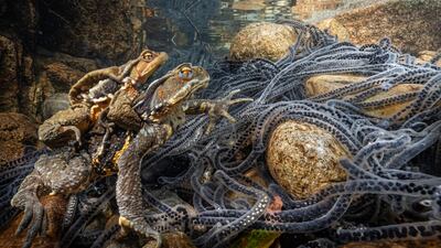 Norihiro Ikuma from Japan won the gold prize for the Behaviour - Amphibians and Reptiles category. He took a picture of Japanese stream toads in the Owase Mountains in Japan