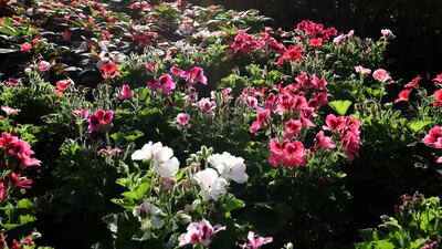 Rows of flowering outdoor plants for sale.