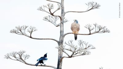 The unwelcome visitor by Salvador Colvee Nebot, Spain. Over several months, Nebot watched different species of bird use the dead flower spike of the agave in Valencia, Spain as a perch before descending to a small pond to drink. A pair of common kestrels were frequent visitors though each time they came magpies would hassle them. Salvador Colvee Nebot / Wildlife Photographer of the Year