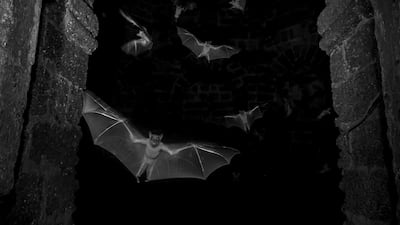 'Nature Reclaims Its Space' by Sitaram Raul from India, of fruit bats leaving their roost in the ruins of a historical monument