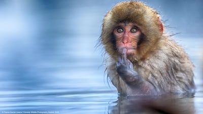 A snow monkey ponders life while taking a bath in a hotspring in Japan. Txema Garcia Laseca / The Comedy Wildlife Photography Awards 201