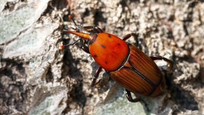 The red palm weevil is a major threat to the UAE's date palms.