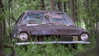 'Lucky Break' by Jason Bantle, from Canada. Highly Commended in the Urban Wildlife category. An ever-adaptable raccoon pokes her bandit-masked face out of a 1970s Ford Pinto on a deserted farm in Saskatchewan, Canada. Jason Bantle / Wildlife Photographer of the Year