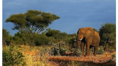 A tour of South Africa offers the chance to see elephants, hippos, white rhinos and other wildlife. Cameron Spencer / Getty Images
