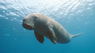 The environment agency's latest report revealed that 17 dugongs died last year, despite being protected under UAE law since 1999. Kelvin Aitken / VW Pics via AP