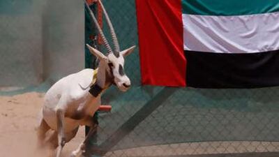 Twenty captive-born antelopes were released in Jordan's Wadi Rum last year.