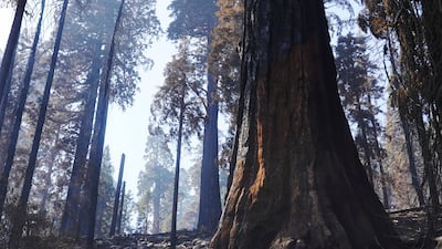 Many of California's giant sequoias have been damaged or killed in recent forest fires. The Fresno Bee / AP