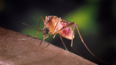 The West Nile virus is mainly transmitted by the Culex mosquito. Getty Images