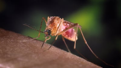 The West Nile virus is mainly transmitted by the Culex mosquito. Getty Images