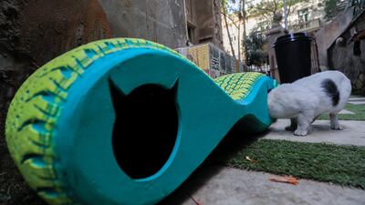 Another animal investigates more closely