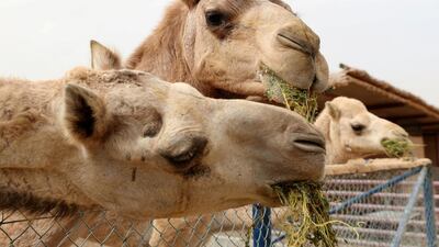 The camels are fed grass which is grown locally. Chris Whiteoak / The National