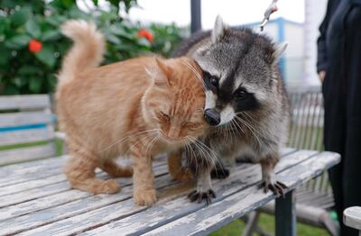 Meeko, the rescued racoon, who staff believe may think he is a cat. Victor Besa / The National
