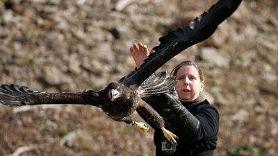 Dawn Keller, founder and director of Flint Creek Wildlife Rehabilitation, releases one of two young bald eagles in Utica, Illinois. The pair of males had been rescued after a storm knocked their nest from a tree . Brian Hill / AP Photo / Daily Herald
