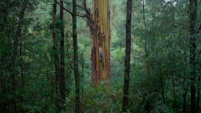 Fungi: Web of Life, narrated by Bjork, is among the documentaries screening at the festival. Photo: Al Sidr Environmental Film Festival