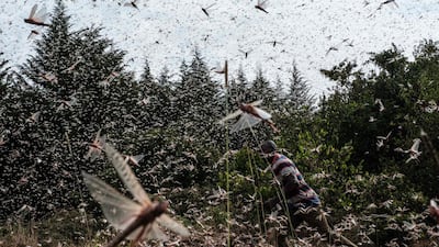 A local farmer walks through a swarm of desert locusts in the eastern Kenyan city of Meru. The East African country is battling another wave of infestations along with its neighbours Somalia and Ethiopia, the use of cutting-edge technology and improved co-ordination is helping to crush the menace. AFP