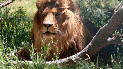 A lion rests in an enclosure at the sanctuary at Al Ma'wa For Nature and Wildlife in Jerash, Jordan. All photos by AFP