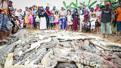Indonesian residents stand near the carcasses of hundreds of crocodiles at a breeding farm in Sorong, West Papua. EPA