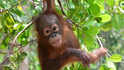 An orangutan in Indonesian Borneo. Lamandau Wildlife Reserve
