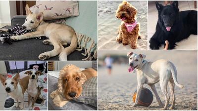 UAE residents share the stories of their rescue dogs.