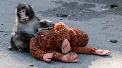 Punch, the baby Japanese macaque, with his beloved stuffed orangutan at Ichikawa City Zoo in Japan. Reuters