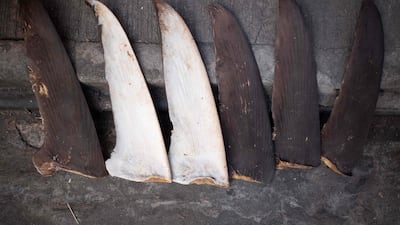 Harvested shark fins set out to dry are displayed on a street in Hong Kong’s Sheung Wan area. AFP