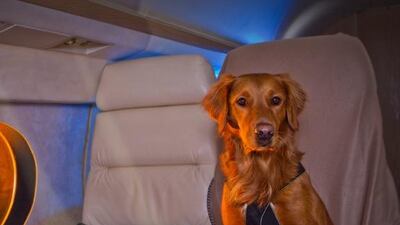 Many CEOs travel with pets in a private jet 'just because they can'. Courtesy Carol Martin / Sit 'n stay global