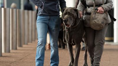 People arrive with a Great Dane dog on the third day of the Crufts dog show at the National Exhibition Centre in Birmingham, central England. AFP