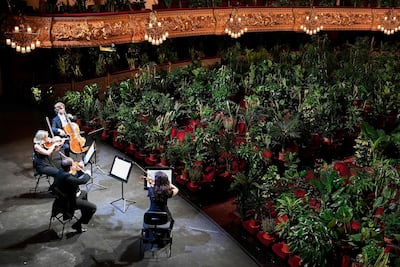 The UceLi Quartet perform for an audience of plants during a concert created by Spanish artist Eugenio Ampudia streamed on June 22, 2020 to mark the reopening of Liceu Grand Theatre in Barcelona. Spain, one of the countries hit hardest by the pandemic, shut arts venues nationwide to slow the spread of the Sars-CoV-2 coronavirus. AFP