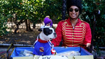 Boston terrier JoJo dressed as the 'new king of the UK'. AFP