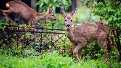 Deers stand between tombstones at the Vienna central cemetery (Zentralfriedhof) a week ahead. Austria AFP
