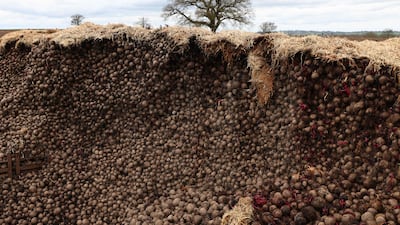 Some of the 500 tonnes of beetroot left to rot due to a collapse in demand at Woodhall Growers in Penkridge, England. Many EU markets for Woodhall's beetroot have disappeared. AFP