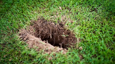Small sinkholes may develop in the garden near where there is a leak. Sarah Dea / The National