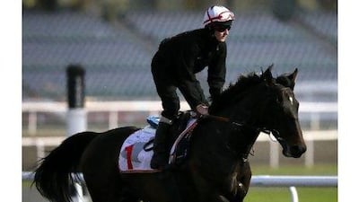 Twice Over during a run on the Meydan track ahead of his second attempt to win the Dubai World Cup.