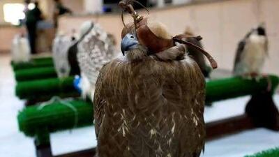 The Abu Dhabi Falcon Hospital is easier to find than you think.