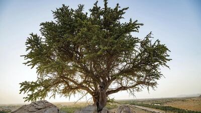 Environment Agency Abu Dhabi discovered a rare 100-year old sarh tree in Abu Dhabi lin 2020. Courtesy: Environment Agency Abu Dhabi