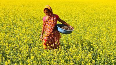 A woman walks through a mustard field in Murkata village in Morigaon district, some 45km from Guwahati, the capital city of India's northeastern state of Assam. AFP