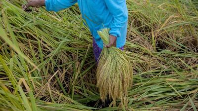 The main rice harvest in Indonesia is usually in June or August, with the government typically deciding whether to import from June onwards. Above, a farmer harvests rice in Tabanan, Bali. Agung Parameswara / Getty Images