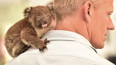 An orphaned baby Koala sits on the shoulder of a vet at a makeshift field hospital at the Kangaroo Island Wildlife Park. AFP