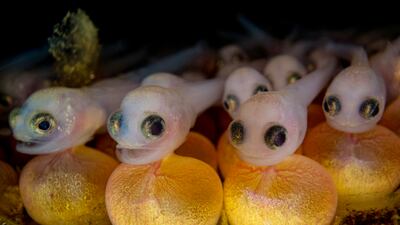 Shane Gross topped the Macro category with this image titled Unsung, shot on Vancouver Island. Photo: UPY2023 / Shane Gross