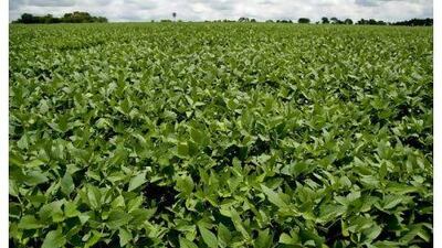 A genetically modified field of soybean plants in a research field near Pirassununga, Brazil. Paulo Fridman / Bloomberg News