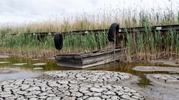 The dried-up bed of Lake Velence in Hungary this month. After the recent record European heatwave, politicians need pragmatism more than luck to survive. EPA