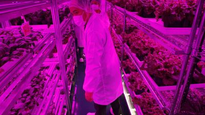 Panasonic employees show the company's first indoor vegetable farm at their factory in Singapore. A unit of Panasonic has started selling to a chain of Japanese restaurants in Singapore fresh produce grown in what it says is the first licensed indoor vegetable farm in the island state. Edgar Su / Reuters