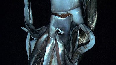 A video still of the giant squid captured on film by Japanese scientists.