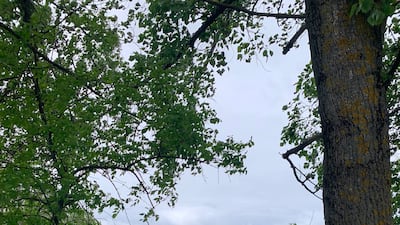 Ploughing and harvesting have become hazardous, as this burnt-out tractor shows.