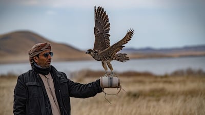 More than 65 falcons were released in Kazakhstan this year as part of the Sheikh Zayed Release Programme