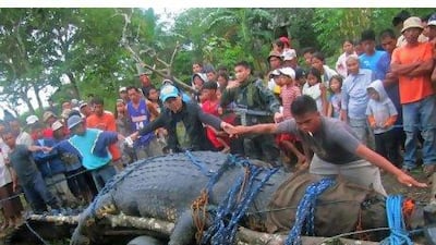 Residents use their hands to measure a 6.4-metrr-long saltwater crocodile, which is suspected of having attacked several people. It was caught in the southern Philippines this week. REUTERS / Stringer
