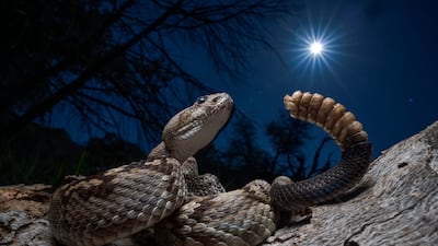 'Rattled', taken in Fort Davis, Texas by Javier Aznar Gonzalez de Rueda of Spain