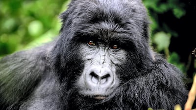 An adult male gorilla, who park rangers say will become a silver back one day, sits in a clearing on the slopes of Mount Mikeno in the Virunga National Park. AFP