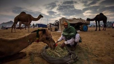 Despite the addition of various events in the past few years, the Pushkar Mela retains the same traditions and trading that it has featured for centuries.