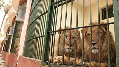 Two male lions share a cage at the Giza Zoo in Egypt. A sudden population boom has led to overcrowding, forcing many to live in spaces meant for only a few.